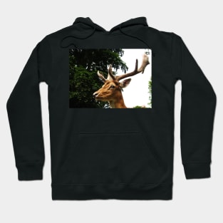 Portrait of a Deer Hoodie